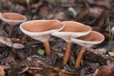 Klitocybe kostata üzerinde koyu kahverengi renkli küçük mantar ve üzerinde ve ayak üzerinde krem beyazı orman zemininde ışık parlayarak