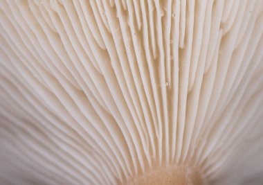 Klitocybe kostata üzerinde koyu kahverengi renkli küçük mantar ve üzerinde ve ayak üzerinde krem beyazı orman zemininde ışık parlayarak