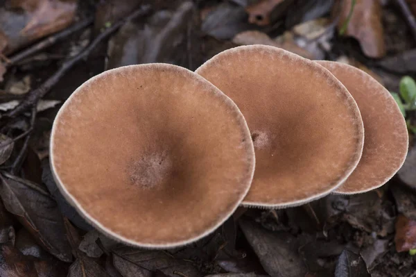 Clitocybe Costata Kleiner Pilz Von Dunkelbrauner Farbe Kopf Und Fuß — Stockfoto