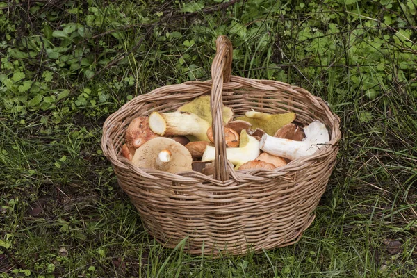 Kleurrijke Mand Vol Met Herfstpaddenstoelen Hemileccinum Impolitum Clitocybe Geotropa Suillus — Stockfoto