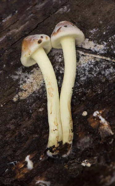 Hypholoma Fasciculare Der Schwefelbüschel Cluster Holzliebhaber Ungenießbaren Pilz Von Schönen — Stockfoto