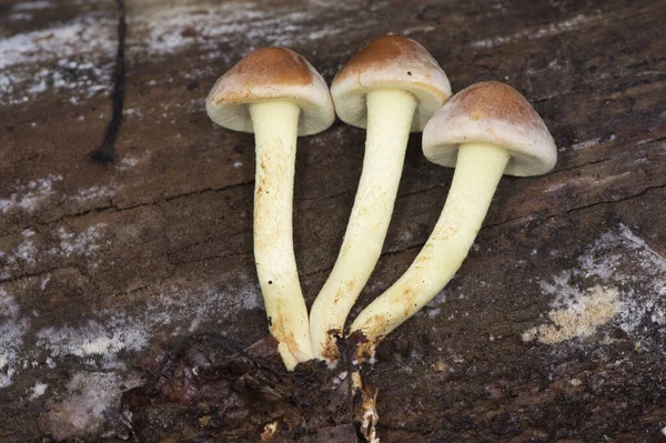 Hypholoma Fasciculare Сернистый Пучок Несъедобного Гриба Красивого Желтоватого Оранжевого Цвета — стоковое фото