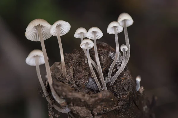 Mycena Species Precioso Hongo Que Forma Grupo Color Blanquecino Casi — Foto de Stock