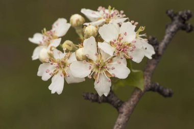 Pyrus bourgaena yabani armut lekesiz beyaz çiçekler dal üzerinde koyu pembe stamen ve sönmüş yeşil arka plan ışığı