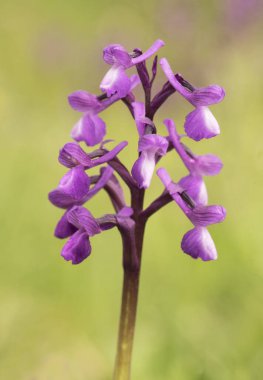 Orchis champagneuxii küçük vahşi orkide mor bahar rengi yeşil çimen çayırı yanıp sönen arka plan ışığı