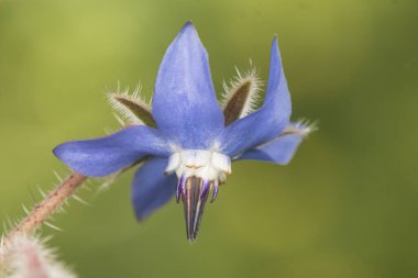 Borago officinalis borage green leaves with hairy deep blue flowers with purple stamens approximation and details flash lighting clipart