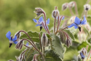 Borago officinalis borage green leaves with hairy deep blue flowers with purple stamens approximation and details flash lighting clipart