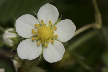 Fragaria vesca yabani çilek büyük kıllı yeşil yapraklar küçük lekesiz beyaz çiçekler turuncu sarı pullar yeşil çilek gelişen küçük tohumlar parlayarak ışık oluşturur.