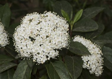 Viburnum tinus laurustinus laurustine ya da laurestine laurusine koyu yeşil yapraklar gök mavisi görünümlü krem beyazı çiçekler sarı pullu ve flaşlı makro.