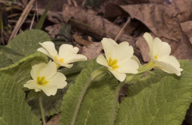 Primula acaulis yaygın primrose sarımsı-beyaz bahar çiçeği kalixli yaban çiçeği zarımsı uzantıları, sarı mantarlar ve korolla ışığının sarı merkezi yanıp sönüyor