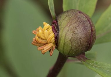 Kocaman pembe çiçekleri, büyük kıllı yumurtalıkları ve yoğun safran sarısı, yeşil yaprakları, kırmızı sapları ve küresel tomurcukları olan peonya broteroi bitkisi ışık saçıyor.