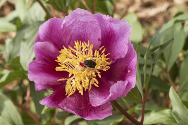 Kocaman pembe çiçekleri, büyük kıllı yumurtalıkları ve yoğun safran sarısı, yeşil yaprakları, kırmızı sapları ve küresel tomurcukları olan peonya broteroi bitkisi ışık saçıyor.
