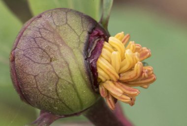 Kocaman pembe çiçekleri, büyük kıllı yumurtalıkları ve yoğun safran sarısı, yeşil yaprakları, kırmızı sapları ve küresel tomurcukları olan peonya broteroi bitkisi ışık saçıyor.