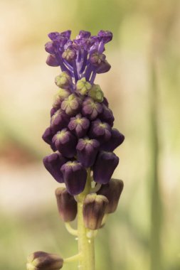 Muscari comosum tassel üzümlü sümbül narin bitki. Mor çiçekli. Küçük küreler gibi.