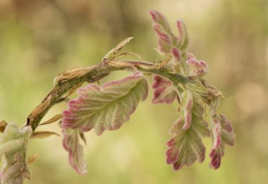 Quercus pyrenaica Pyrenean meşe ağacı baharda yeşil ve kırmızı yaprak tomurcuklarıyla kadife dalların ucuna bakın yayılmış yeşil arka plan ışık bulanıklığı ve sanatsal bulanıklığı