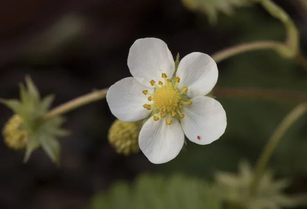 Fragaria Vesca Walderdbeere Große Grüne Blätter Mit Nerven Weiße Blüten — Stockfoto