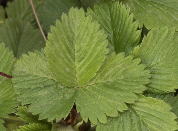 Fragaria Vesca Vad Eper Nagy Zöld Levelek Idegek Fehér Virágok — Stock Fotó