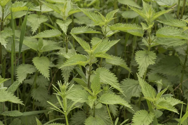 Urtica Nettles Stinging Plant Sharp Acid Filled Spines Deep Green — Stock Photo, Image