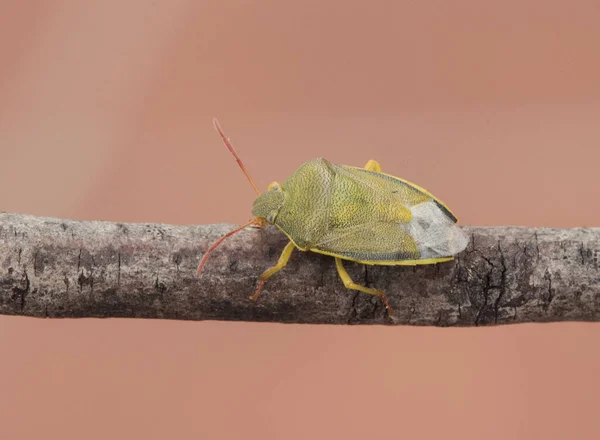 Insetto Insetto Puzzolente Piezodurus Lituratus Colore Verde Giallastro Intenso Con — Foto Stock