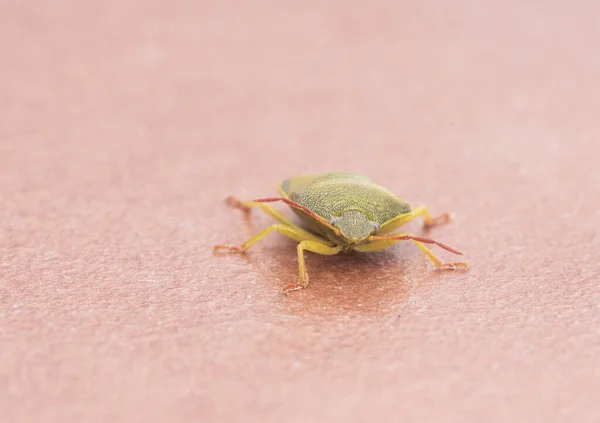 Piezodurus Lituratus Insecte Puant Punaise Couleur Vert Jaunâtre Intense Avec — Photo