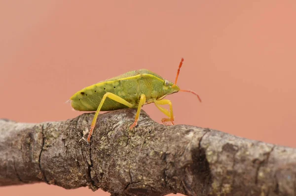 Piezodurus Lituratus Stinker Insekt Intensiv Gulgrön Färg Med Rödaktiga Prickar — Stockfoto