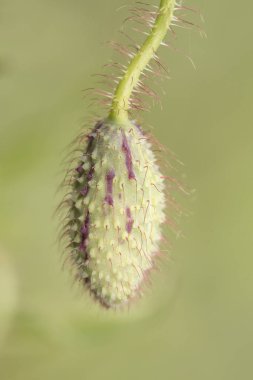 Papaver rhoeas Flanders mısır tarlası ya da koyu kırmızı renkli güzel gelincik çiçeği, siyah pullu yeşil tomurcuklar ve mor polen yeşil arka planlı yeşil kapsül.