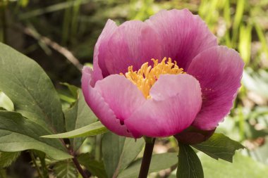 Paeonia borteroi rose-pink highly fragrant flowers of large size with huge petals of intense rose-red color large yellow stamens pistils with the appearance of a large pink worm light by diffused flash