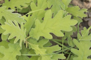 Quercus pyrenaica Pyrenean meşe ağacı yeşil ya da kırmızı kadife görünümlü doğal orman arka planındaki yapraklar, saçlar ve seyyar satıcılardan oluşan parlak ışıklandırma ile filizleniyor