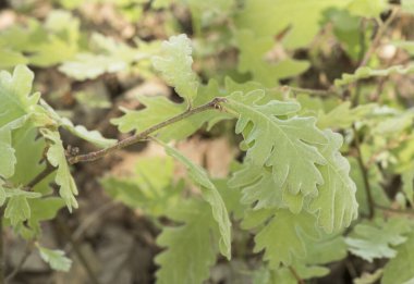 Quercus pyrenaica Pyrenean meşe ağacı yeşil ya da kırmızı kadife görünümlü doğal orman arka planındaki yapraklar, saçlar ve seyyar satıcılardan oluşan parlak ışıklandırma ile filizleniyor