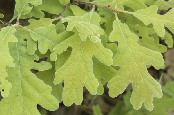 Quercus Pyrenaica Pousses Printemps Chêne Pyrénéen Avec Aspect Velours Vert — Photo