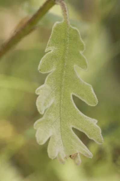 緑または赤のベルベットの外観を持つQuercus Pyrenaica Pyreneanオークの春の芽自然の森の背景に静脈 小児性愛者の葉の詳細フラッシュライティング — ストック写真