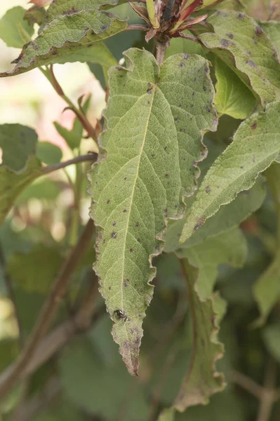 シトゥス ポプリフォリウス Cistus Populifolius オス鹿のバラの葉芽赤緑色の茎若い春の芽深い緑に焦点を当てた背景ぼやけたフラッシュライティング — ストック写真