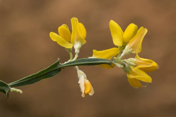 Pterospartum Tridentatum Бобовий Ростом Чагарника Плоскими Стеблами Ретельною Квіткою Інтенсивного — стокове фото