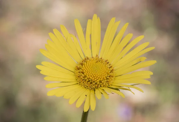 Doronicum Plantagineum Plátano Falso Leopardo Compositae Con Grandes Flores Amarillas — Foto de Stock