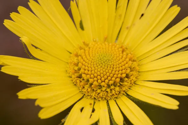 Doronicum plantagineum plantain false leopardbane Compositae with large calyx yellow daisy-like flowers with thin green leaves on defocused reddish soil background flash lighting