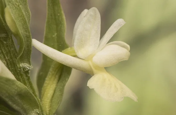 Dactylorhiza Insularis Дикая Орхидея Бледно Желтыми Цветами Стебли Зеленые Листья — стоковое фото