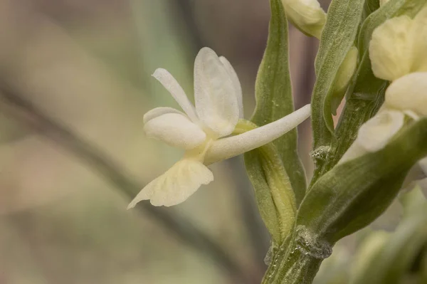 Dactylorhiza Insularis Дикая Орхидея Бледно Желтыми Цветами Стебли Зеленые Листья — стоковое фото