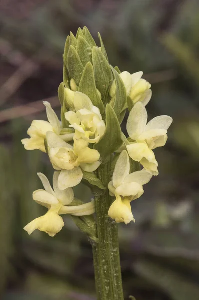 Dactylorhiza Insularis Дикая Орхидея Бледно Желтыми Цветами Стебли Зеленые Листья — стоковое фото