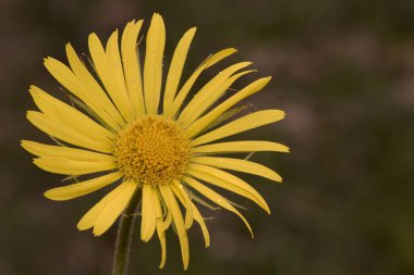 Doronicum plantagineum plantain sahte leopar otu bileşimi büyük kalix sarı papatya benzeri çiçeklerle çözünmüş kırmızı toprak arka plan ışıklı ince yeşil yapraklarla