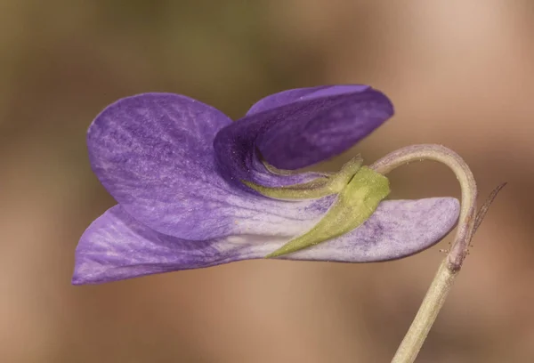 Viola Mor Renkli Vahşi Menekşe Beyaz Tüylü Merkezi Safran Erkekleriyle — Stok fotoğraf