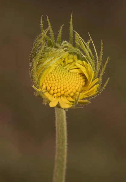 Doronicum Plantagineum Plantain False Leopardbane Compositae Avec Grandes Fleurs Jaune — Photo