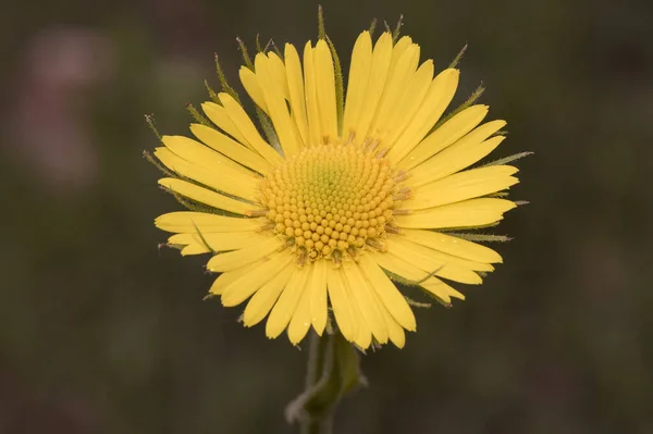 Doronicum Plantagineum Plantain Sahte Leopar Otu Bileşimi Büyük Kalix Sarı — Stok fotoğraf