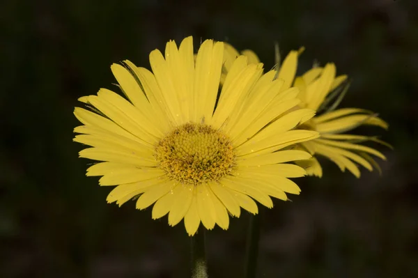 Doronicum Plantagineum Plátano Falso Leopardo Compositae Con Grandes Flores Amarillas — Foto de Stock