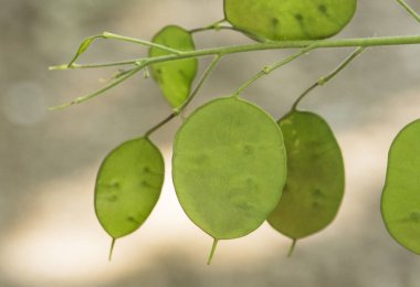Lunaria annua gümüş dolar para bitki ay otu Cruciferae bitki yeşil bir kapsül içinde mor çiçek tohumları bulanık arka plan flaş ışık