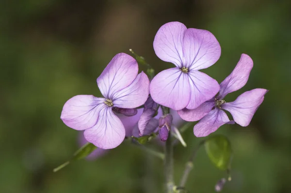 Растение Лунного Сусла Cruciferae Красивыми Фиолетовыми Семенами Цветов Внутри Зеленой — стоковое фото