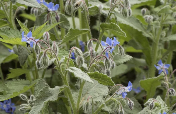 Borago Officinalis Divoké Zelené Listy Chlupaté Tmavě Modré Květy Fialové — Stock fotografie