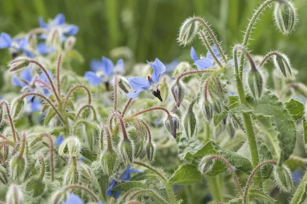 Borago Officinalis Borretsch Grüne Blätter Mit Haarigen Dunkelblauen Blüten Mit lizenzfreie Stockbilder