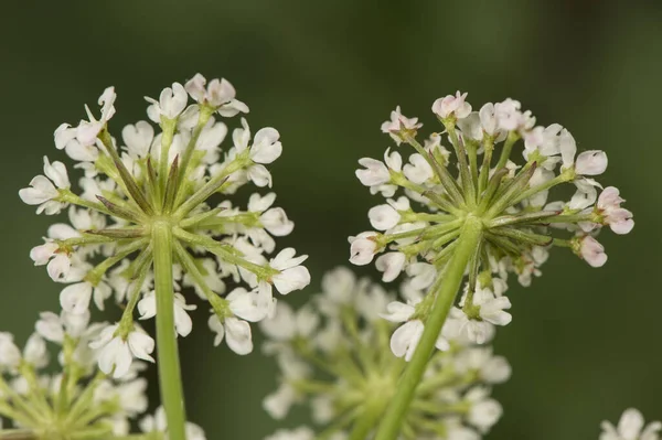 Oenanthe Crocata Hemlock Water Dropwort Umbelliferae Мелких Кластеризованных Белых Цветов — стоковое фото