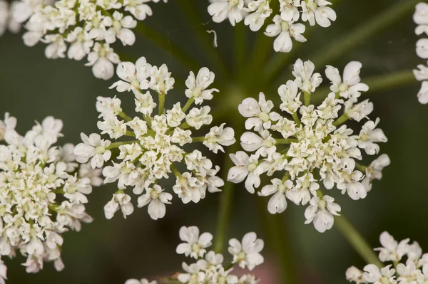 Oenanthe Crocata Hemlock Water Dropwort Umbelliferae Мелких Кластеризованных Белых Цветов — стоковое фото