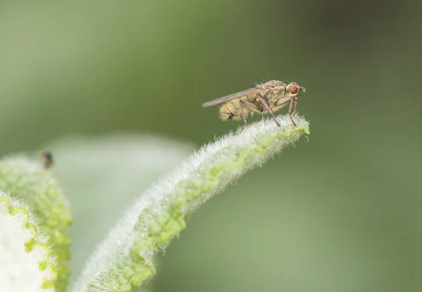 Scathophaga Fly Nebo Dipteran Posazený Zelené Trávě Prostředí Filtrovaného Světla — Stock fotografie